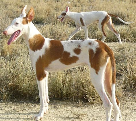 venta de podencos ibicencos|Podenco Ibicenco 